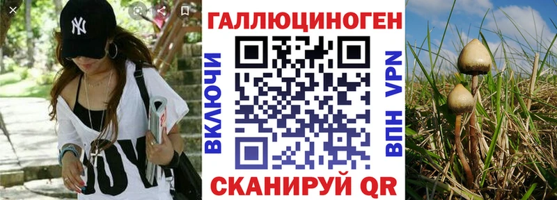 MEGA ТОР  Западная Двина  Псилоцибиновые грибы Psilocybine cubensis 